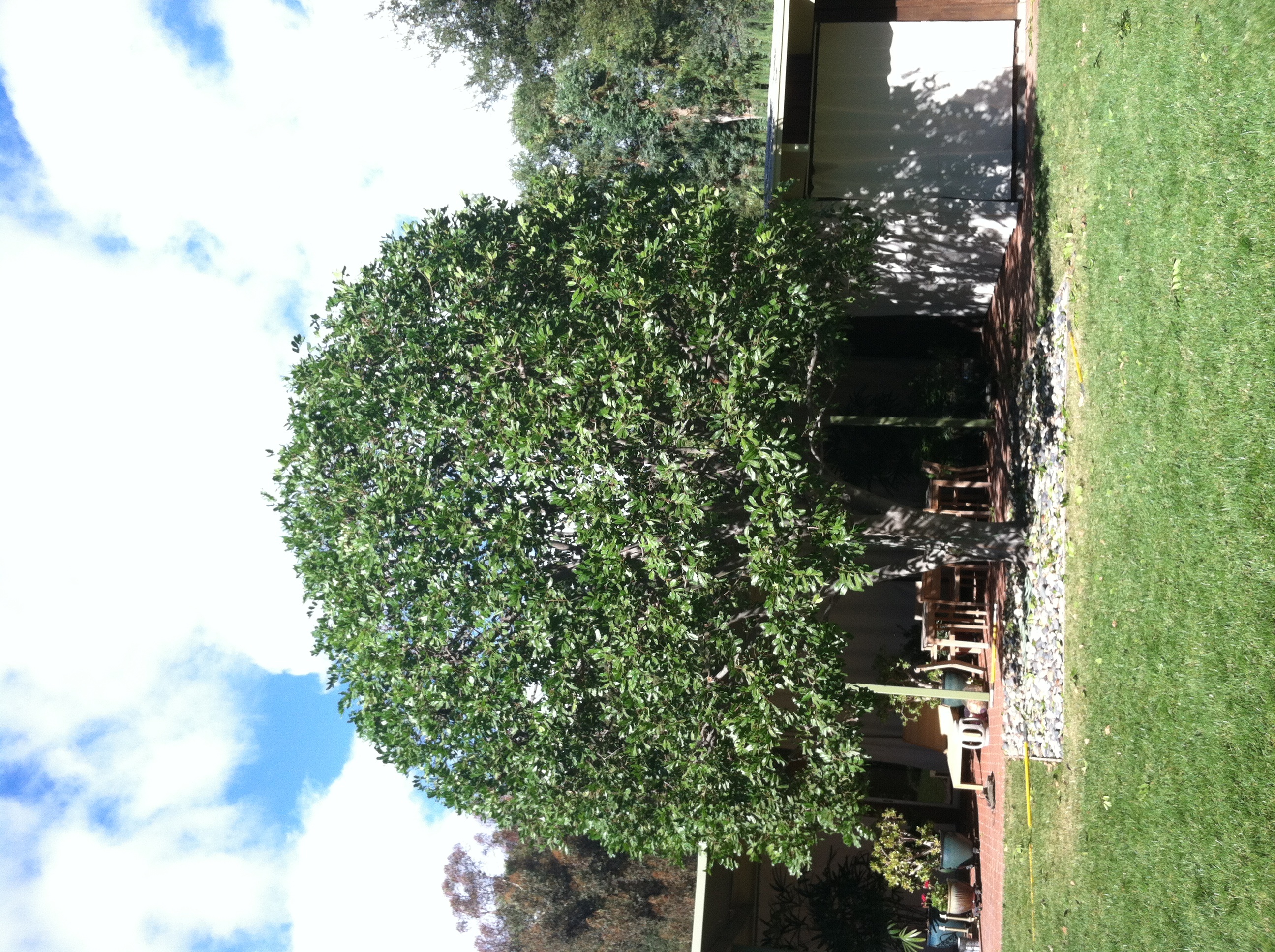 Enhancing the Beauty of your Trees & Garden
