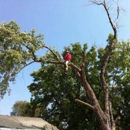 Jake's Top Notch Tree and Lawn Service