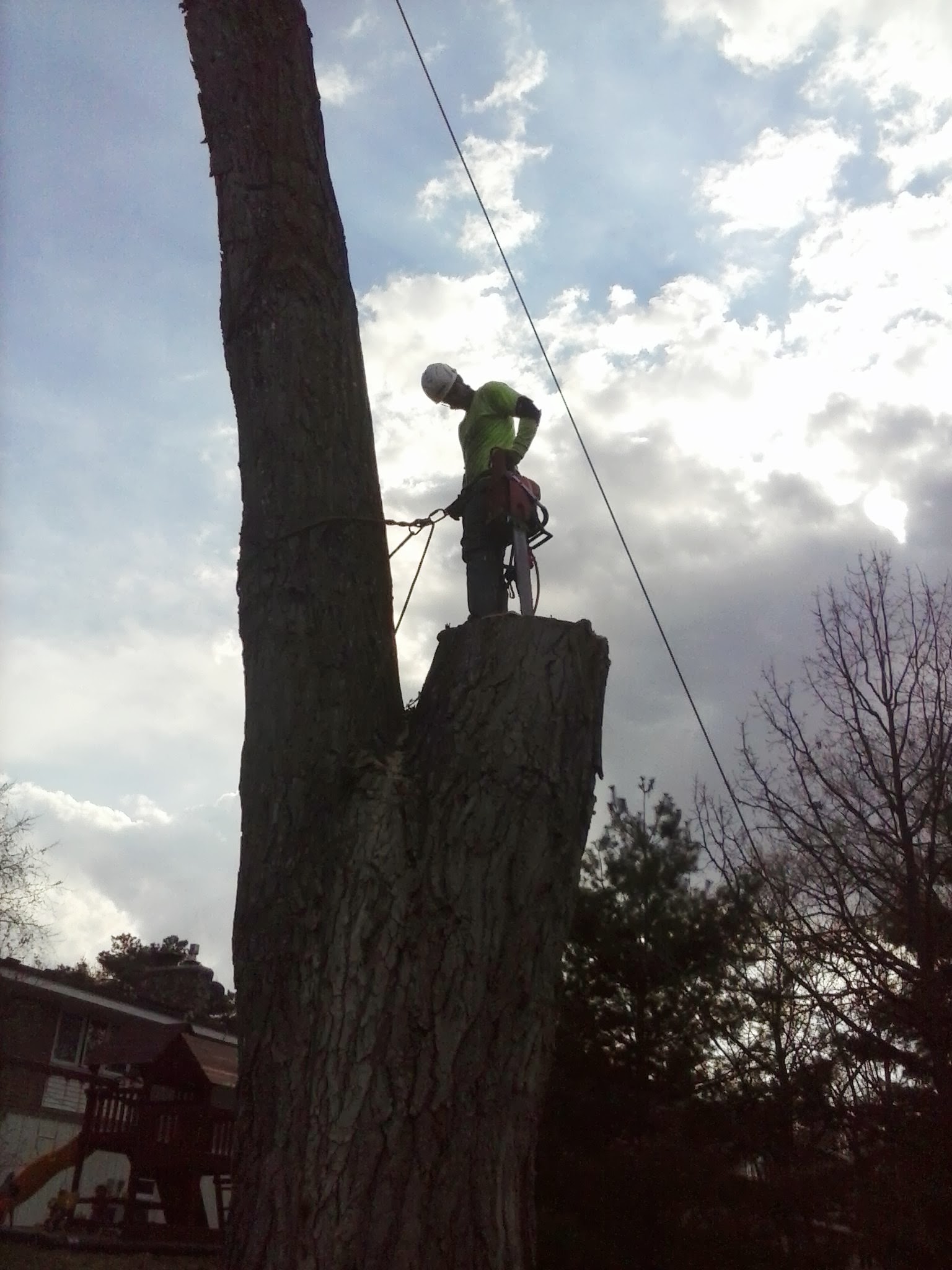 Precision Tree Care And Landscspe Speicialst