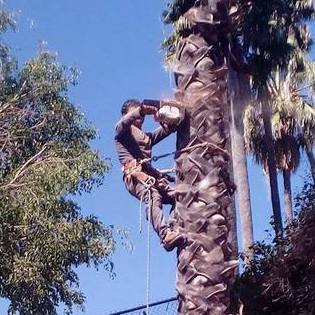 Experienced 10+ years Landscaping and Tree Services