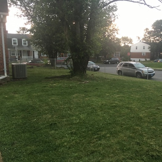 Lawn Care of any sort!