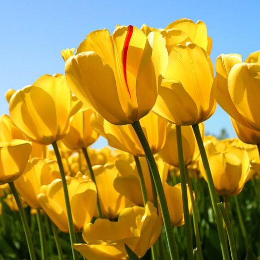 Flat Rate Lawncare and Mowing Services for Garland, Rowlett, Sacshe, Wylie, Rockwall and Fate