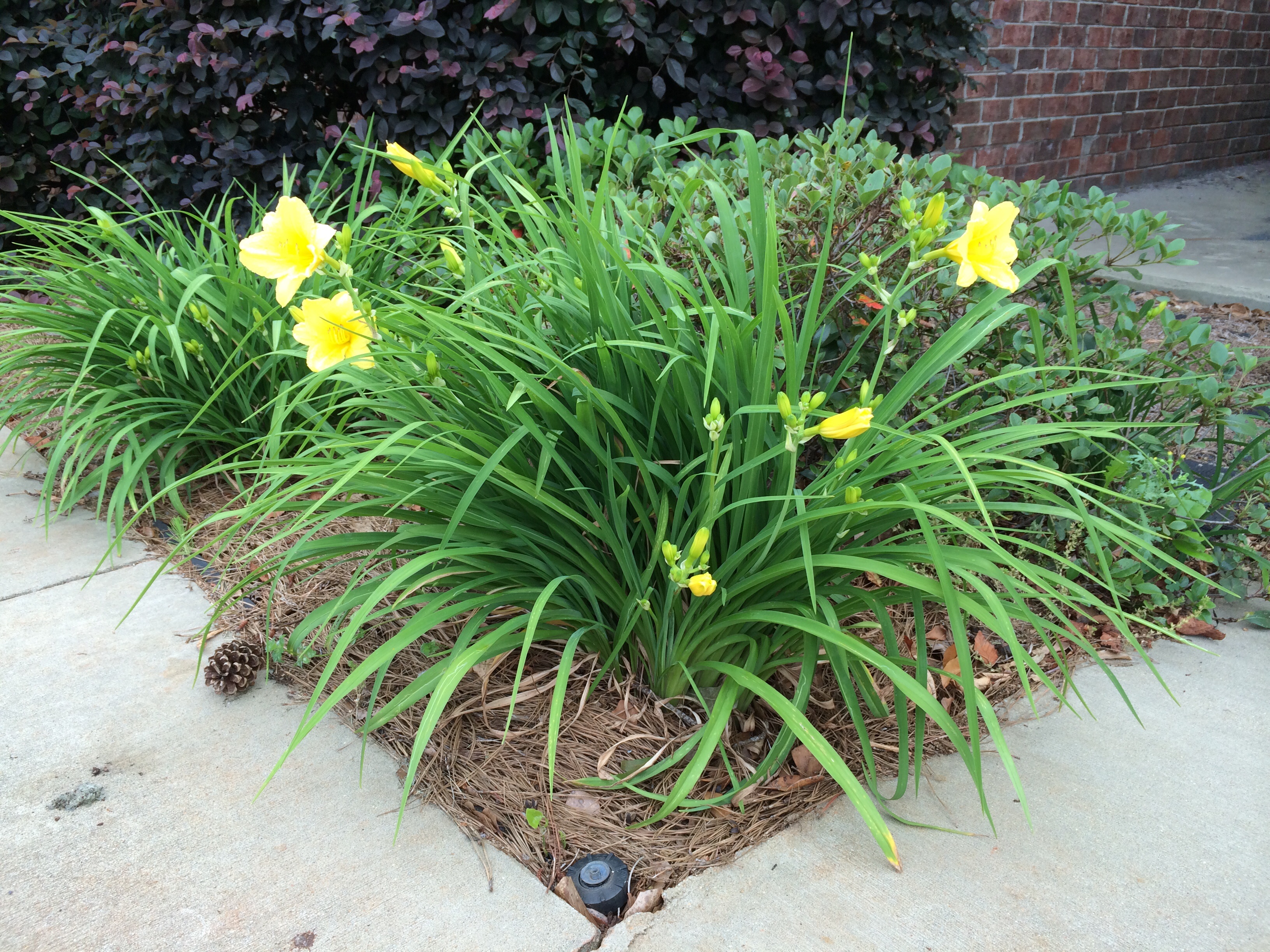 MowItDown Lawncare
