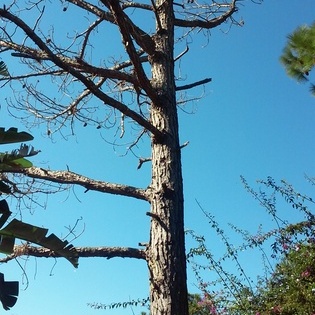 Anthony Smith Tree Service & Landscape