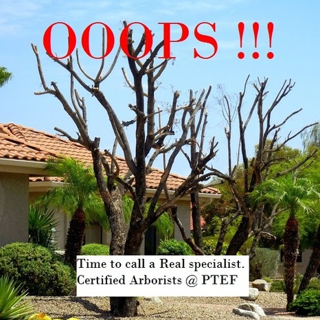 ISA Certified Arborist, PPT Certified Power Plant Technology, Landscape and Sustainablilty Specalist.
