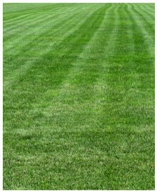 General lawn care anything you need done I can do it