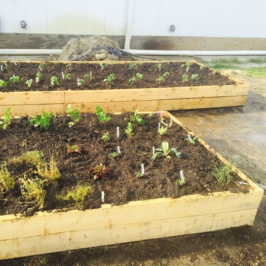 Organic Edible Landscapes & Garden Design