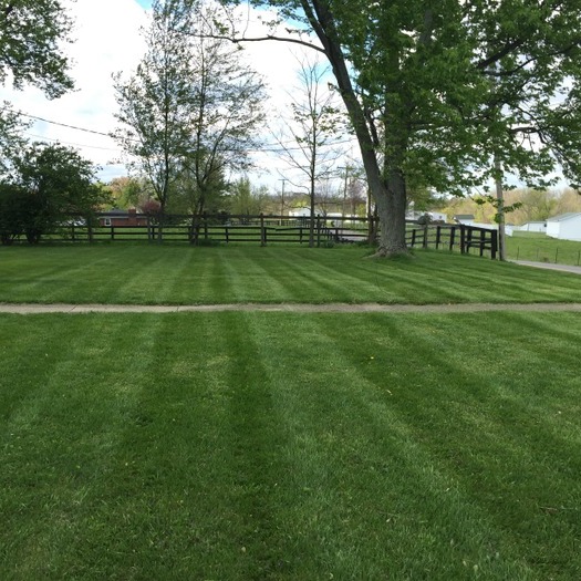 Affordable lawn care!