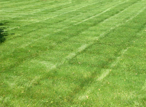 Goodfellas Lawncare