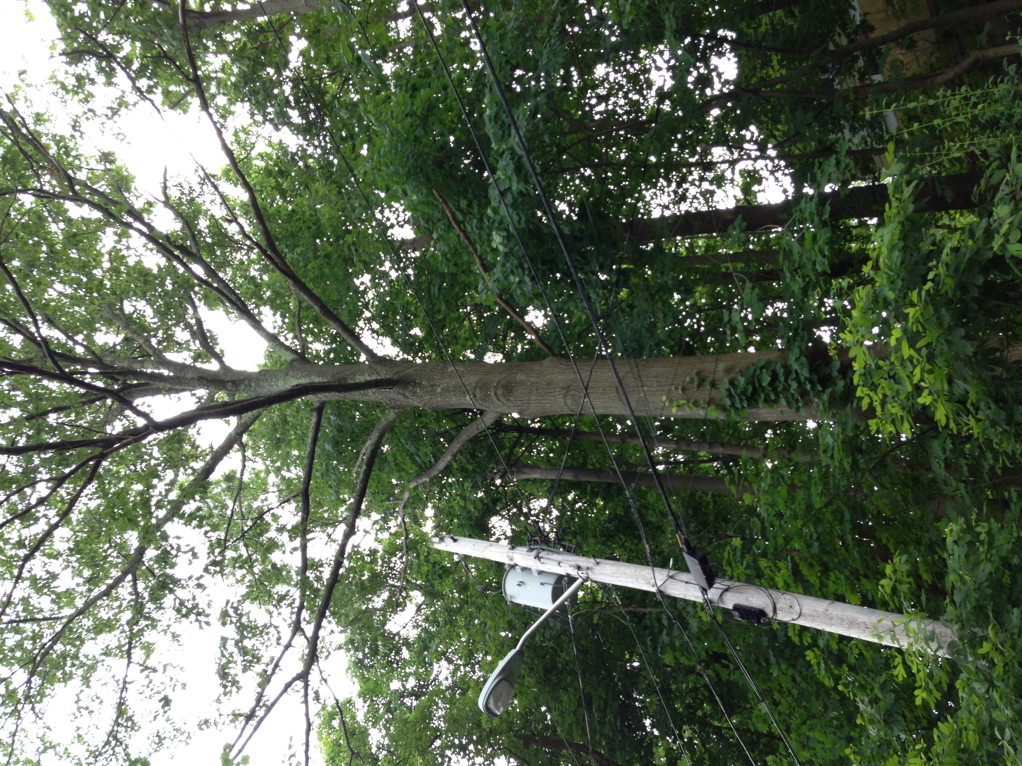 Joe's stonework and tree services