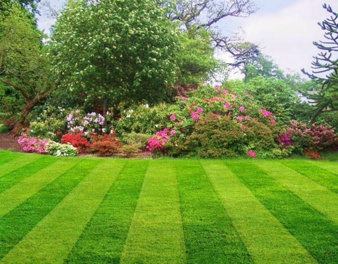 Sunflower Lawn Care: Providing excellent lawn care for all to see.