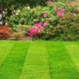 Unlimited Lawncare (Weed Control and Fertilization for as low as $30 (No Contracts)