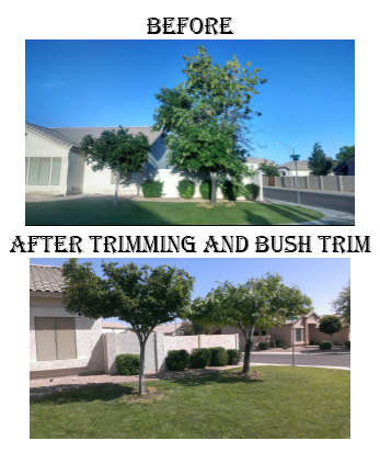 Cheap Tree Service and Landscaping! call Us now for a free quote!