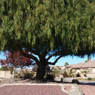 Vidal lawn service is a professional Landscaping company that has been serving the Antelope Valley for over 20 years