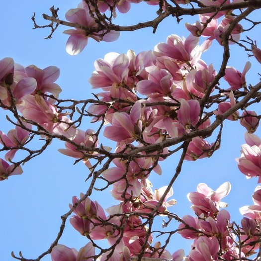 Caring for your yard made quick and easy. Low cost. No hassle. Mitchell & McKean of Greater Milwaukee