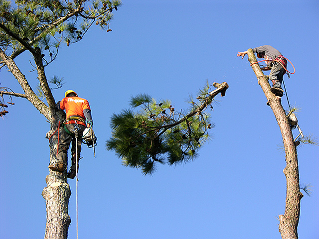 LMS Landscaping & Tow service