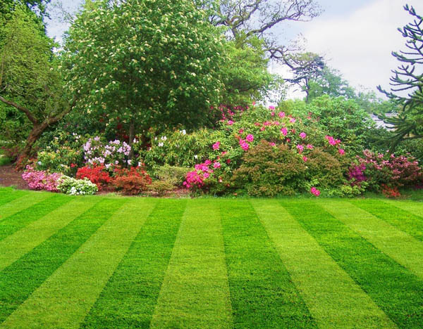 Tired of Mowing Your Lawn?