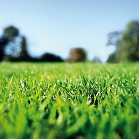 Affordable lawn care
