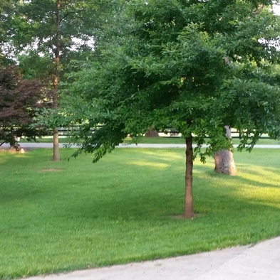 Ap Lawn & Landscape