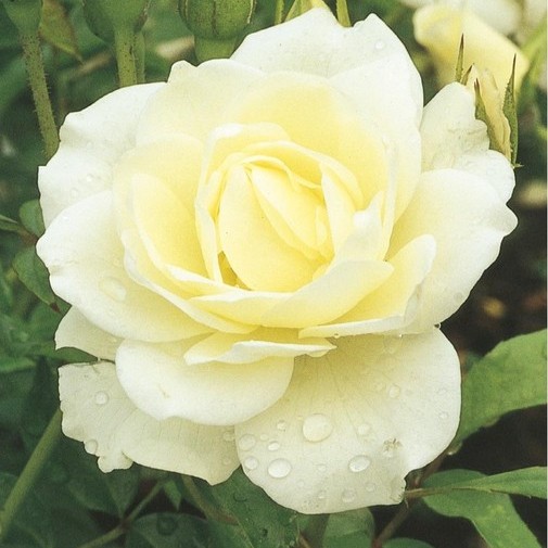 Aspen Gardens Quality Landscape Services