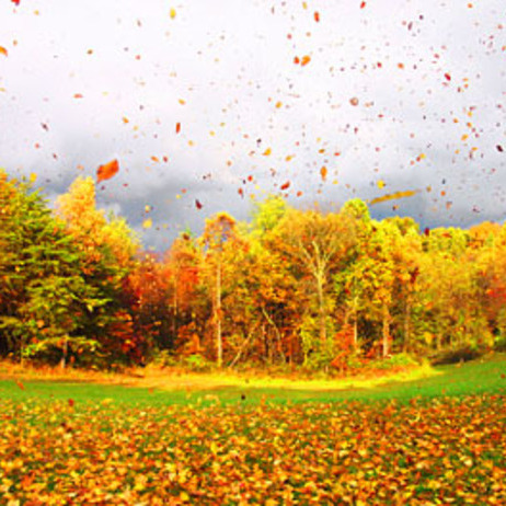 GennyScapes for Fall Clean Up!