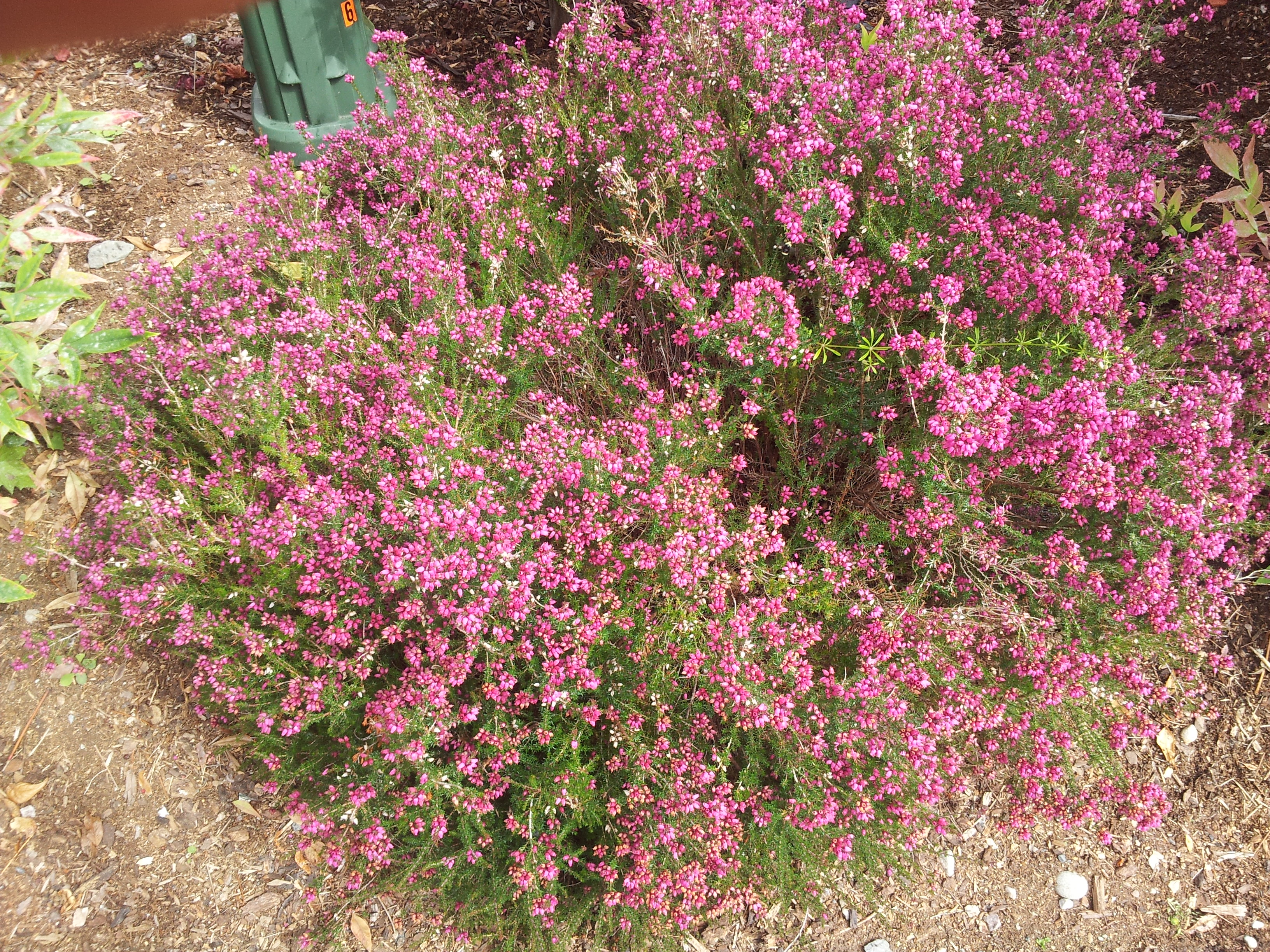 Hummingbird Garden Service. Top line gardencare at reasonable price.