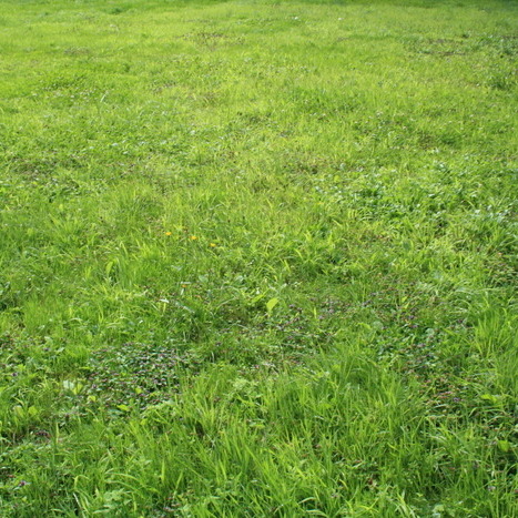 30 And Up Lawn Mowing