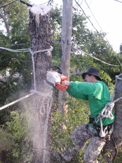 Awesome Tree Service