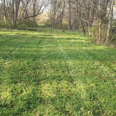 I Mow Cheap