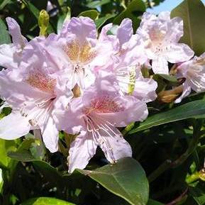 Lawn Service and Landscape Pruning (Pierce County)