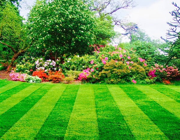 Aaron's Lawn and Landscape