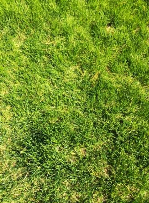 Lawn Mowing and Project Help