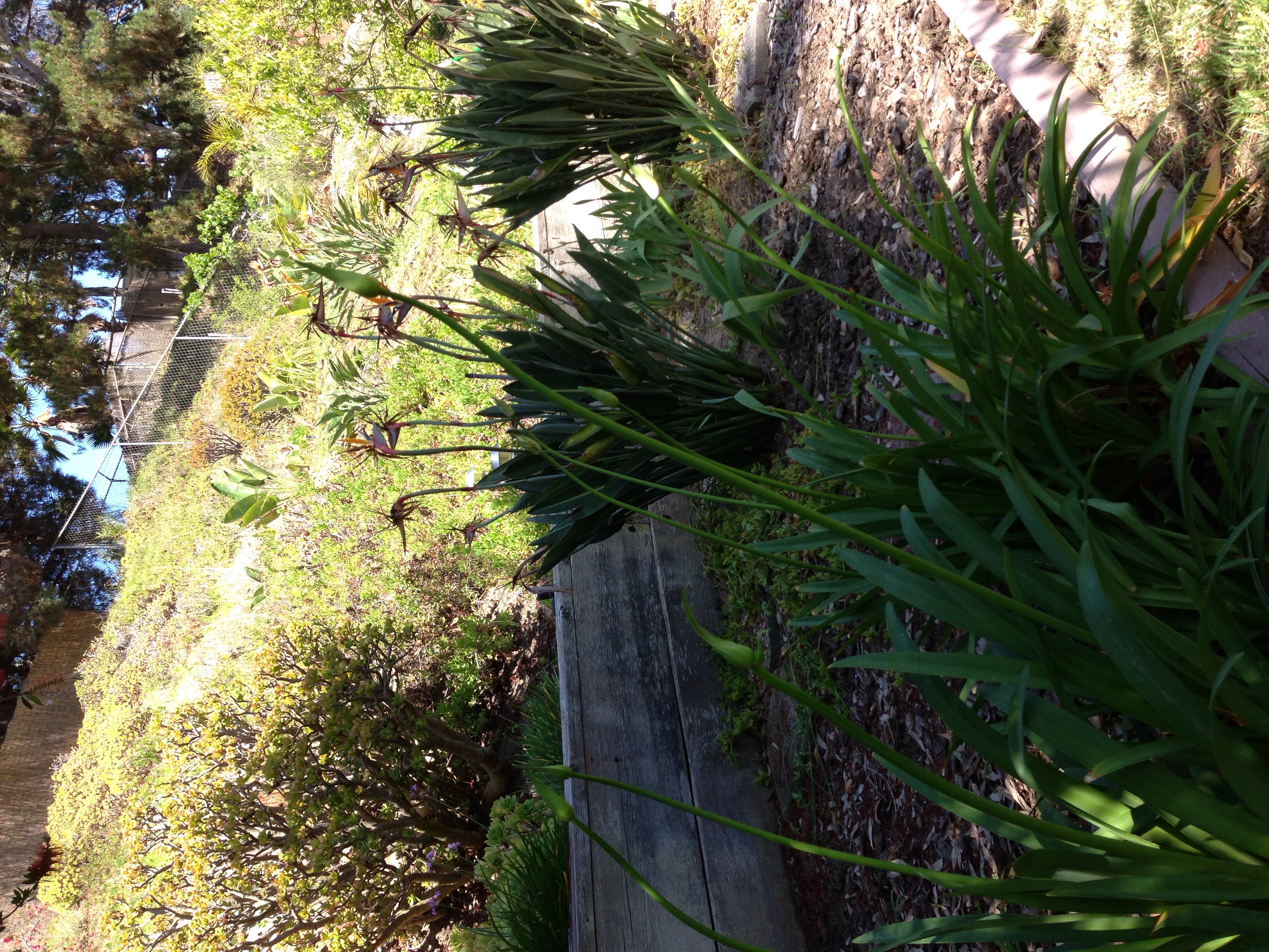 Cs Lawn Maintenance